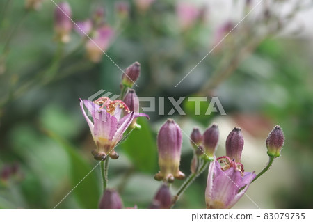 Purple flower of lesser cuckoo [green background] 83079735