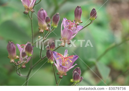 Purple flower of lesser cuckoo [green background] 83079736