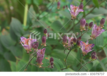 Purple flower of lesser cuckoo [green background] 83079737