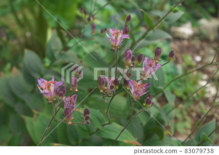 Purple flower of lesser cuckoo [green background] 83079738