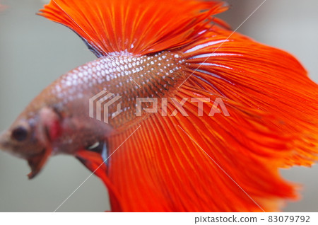 Fighting fish with beautiful fins Red solid 83079792