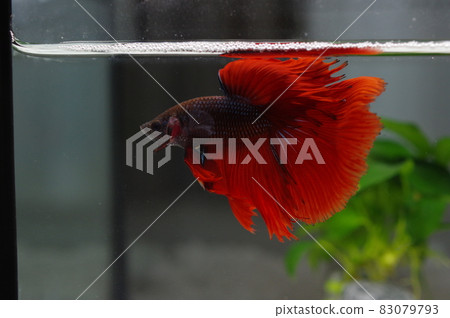 Fighting fish with beautiful fins Red solid 83079793