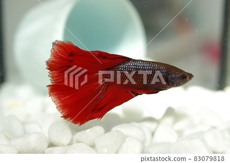 Fighting fish with beautiful fins Red solid 83079818