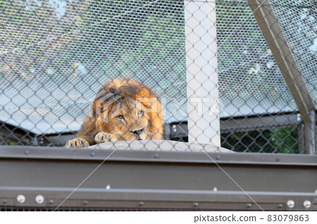 Lion of Toyohashi Nonhoi Park Lion of Toyohashi Nonhoi Park 83079863