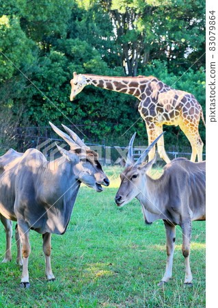 Savannah animals kept in Nonhoi Park 83079864