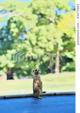 Meerkats rearing at Nonhoi Park Meerkats rearing at Nonhoi Park 83079865
