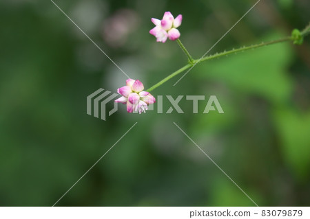 Mamakonoshirinugui 花 [綠色背景] 83079879