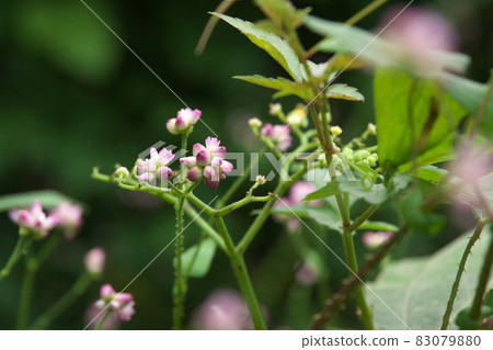 Mamakonoshirinugui 花 [綠色背景] 83079880