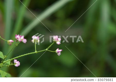 Mamakonoshirinugui 花 [綠色背景] 83079881