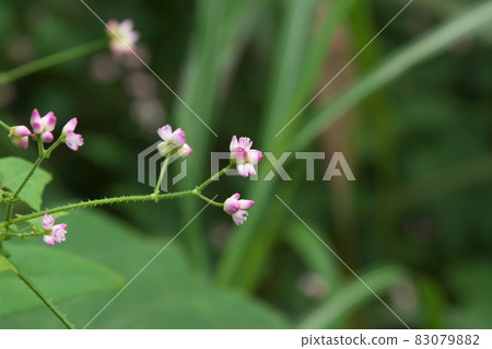 Mamakonoshirinugui 花 [綠色背景] 83079882