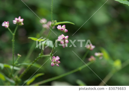 Mamakonoshirinugui 花 [綠色背景] 83079883