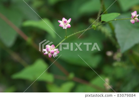 Mamakonoshirinugui 花 [綠色背景] 83079884