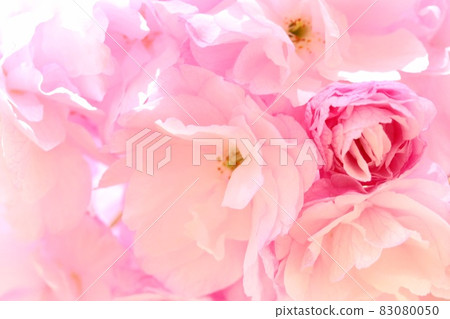 Okumiyako Okuto Sakura no Hana Yae Sakura Close-up Okumiyako Okuto Sakura no Hana Yae Sakura Close-up 83080050