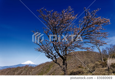 從豆櫻盛開的丹澤表嶺眺望富士山和遠野山 從豆櫻盛開的丹澤表嶺眺望富士山和遠野山 83080069