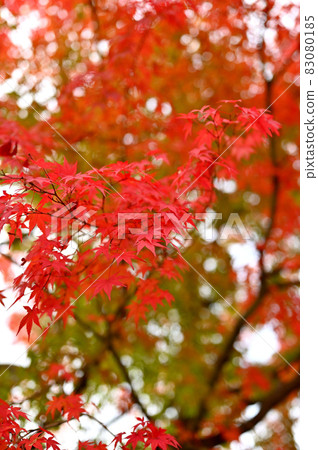 Wonderful autumn leaves in the Japanese garden 83080185