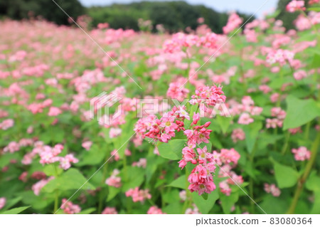 Red buckwheat flower Red buckwheat flower field Red buckwheat autumn scenery 83080364
