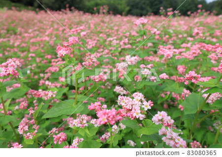 Red buckwheat flower Red buckwheat flower field Red buckwheat autumn scenery 83080365
