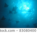 Manta Guam 83080400
