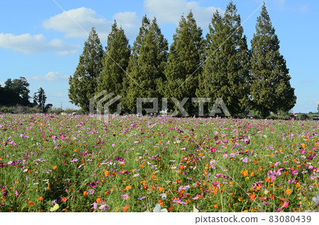 柏市曙山農業公園,大波斯菊盛開 柏市曙山農業公園,大波斯菊盛開 83080439
