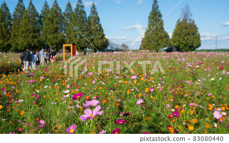 柏市曙山農業公園，大波斯菊盛開 83080440