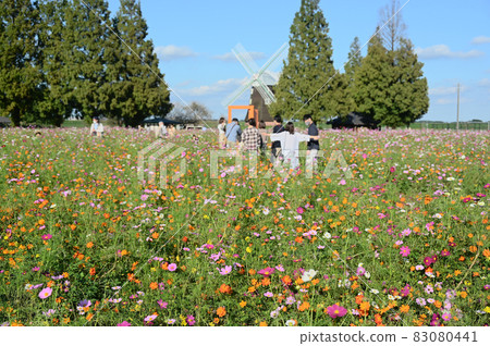 柏市曙山農業公園，大波斯菊盛開 83080441