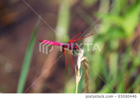 少女蜻蜓 83080446