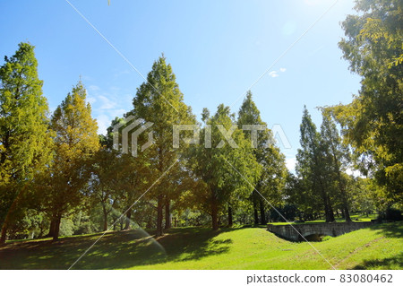 初秋公園彩色水杉 83080462