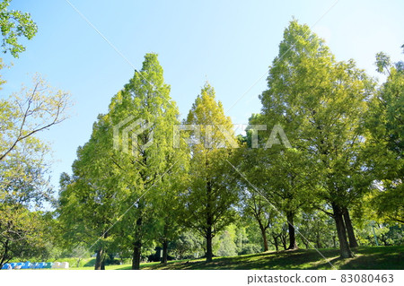 初秋公園彩色水杉 83080463