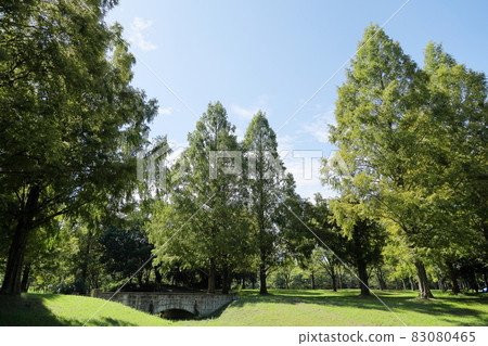 Early autumn park colored metasequoia Early autumn park colored metasequoia 83080465