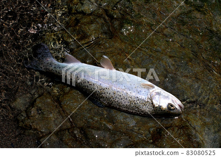 Beautiful rainbow trout caught by mountain stream fishing 83080525