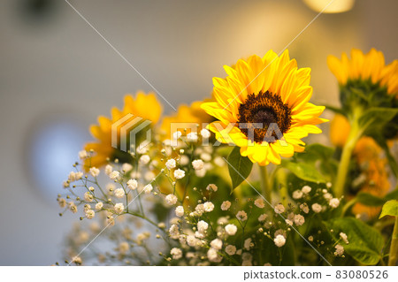 Blessed sunflower 83080526