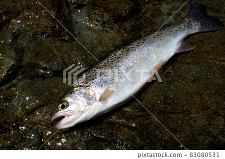 Beautiful rainbow trout caught by mountain stream fishing Beautiful rainbow trout caught by mountain stream fishing 83080531