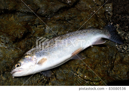 山間溪流捕魚捕獲的美麗虹鱒魚 83080536