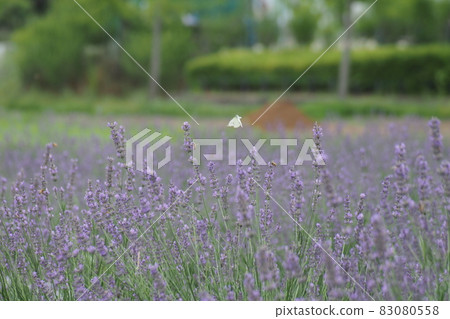 Cabbage white butterfly in the lavender field Cabbage white butterfly in the lavender field 83080558