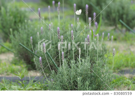 薰衣草和捲心菜白蝴蝶 薰衣草和捲心菜白蝴蝶 83080559