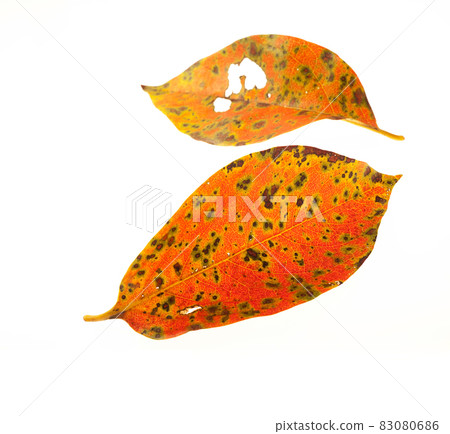 Persimmon leaves fallen leaves white background 83080686