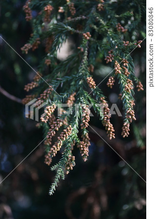 Sugi flowers in the cedar forest Sugi flowers in the cedar forest 83080846