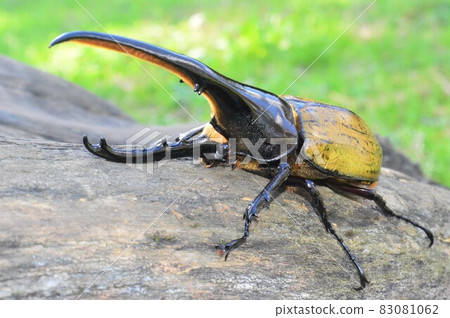 Hercules Beetle Hercules Hercules on a tree Hercules Beetle Hercules Hercules on a tree 83081062