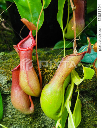 豬籠草在東京板橋的熱帶植物博物館抽獎 豬籠草在東京板橋的熱帶植物博物館抽獎 83081304