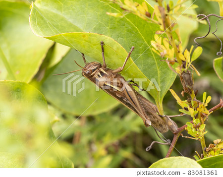 The grasshopper Patanga japonica on the back of the leaf 83081361