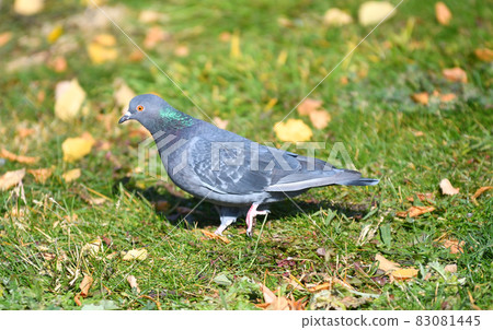 Turtledove or Stone Pigeon, an ordinary pigeon (Latin. Columba livia) in an autumn park 83081445