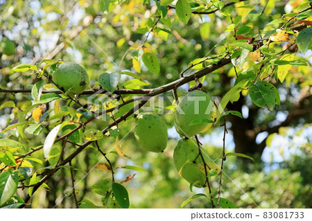 The fruit of Karin 83081733