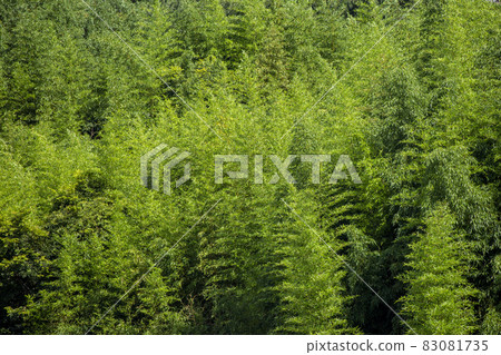  Bamboo grove 83081735