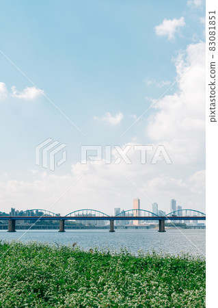 Buckwheat flower field and city view at Banpo Han river park Seorae island in Seoul, Korea Buckwheat flower field and city view at Banpo Han river park Seorae island in Seoul, Korea 83081851