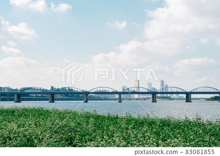 Buckwheat flower field and city view at Banpo Han river park Seorae island in Seoul, Korea Buckwheat flower field and city view at Banpo Han river park Seorae island in Seoul, Korea 83081855