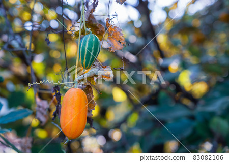 Autumn colored melon 83082106