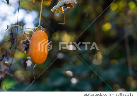 Autumn colored melon 83082112