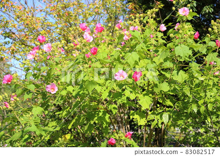 Fuyo flowers 83082517