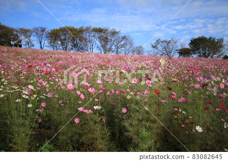 Cosmos Cosmos 83082645