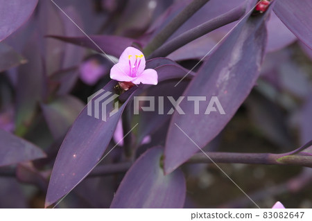 Flowers of Setocleasea Flowers of Setocleasea 83082647